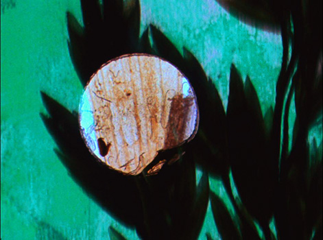 Caryn Cline - Organic Films